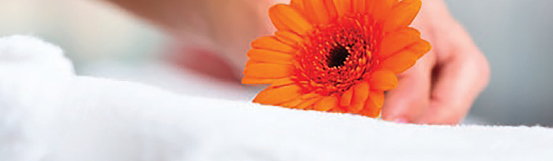 Eine Hand hält eine organgefarbene Gerbera.