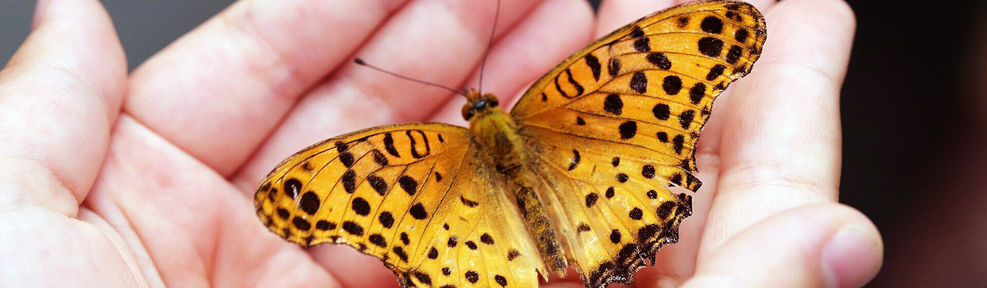 Ein gelb-schwarzer Schmetterling sitzt auf beiden Handflächen. Ein gelb-schwarzer Schmetterling sitzt auf beiden Handflächen.