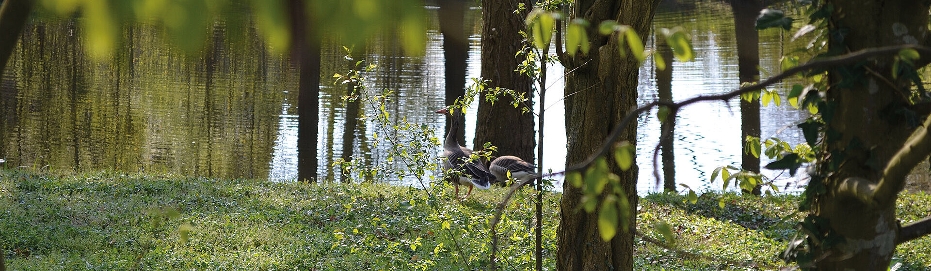 Bäume und grüne Wiese mit Graugänsen, im Hintergrund ein Teich Bäume und grüne Wiese mit Graugänsen, im Hintergrund ein Teich