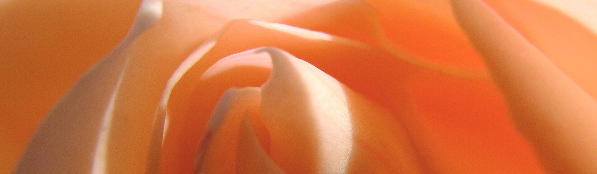 Ein Ausschnitt von einer lachsfarbigen Rosenblüte.
