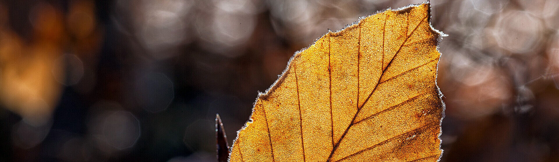 Herbstlich gelb verfärbtes Buchenblatt