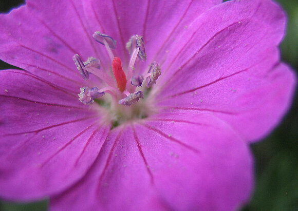 Mammaabklärungseinheit Mammaabklärungseinheit