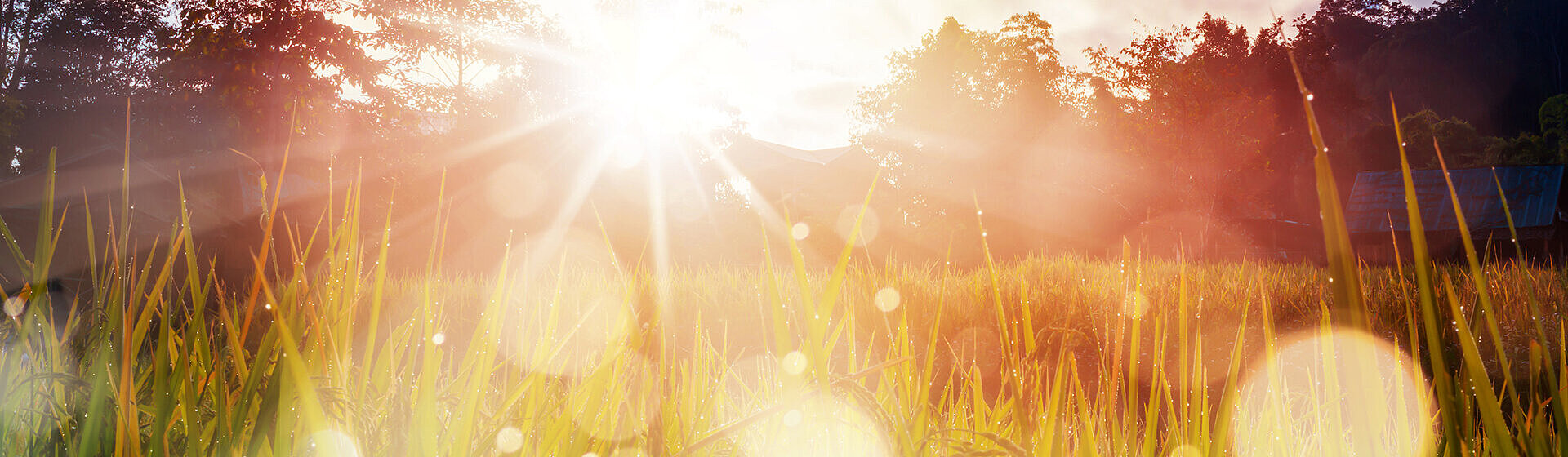 Taufrische Wiese im Sonnenschein