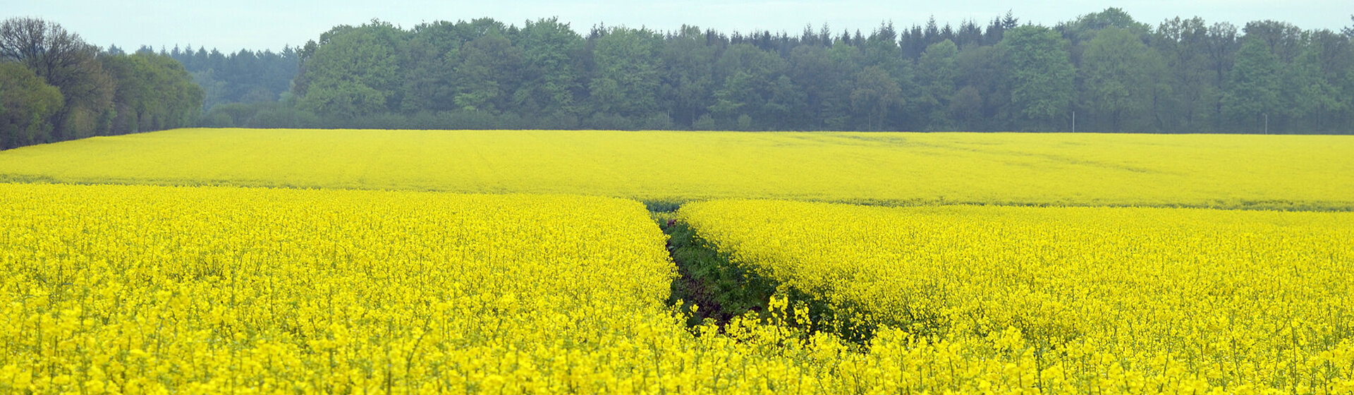 Gelbes Rapsfeld mit Wald und blauem Himmel im Hintergrund.