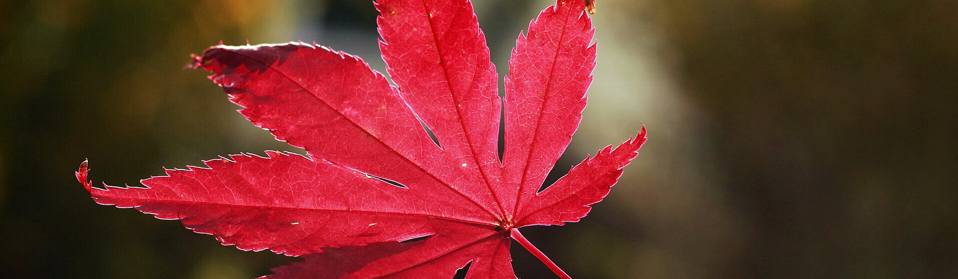 Rotes Blatt des Japanischen Ahorns