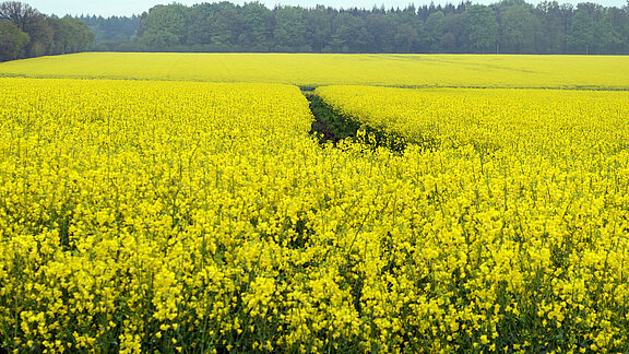 Gelbes Rapsfeld mit Wald und blauem Himmel im Hintergrund
