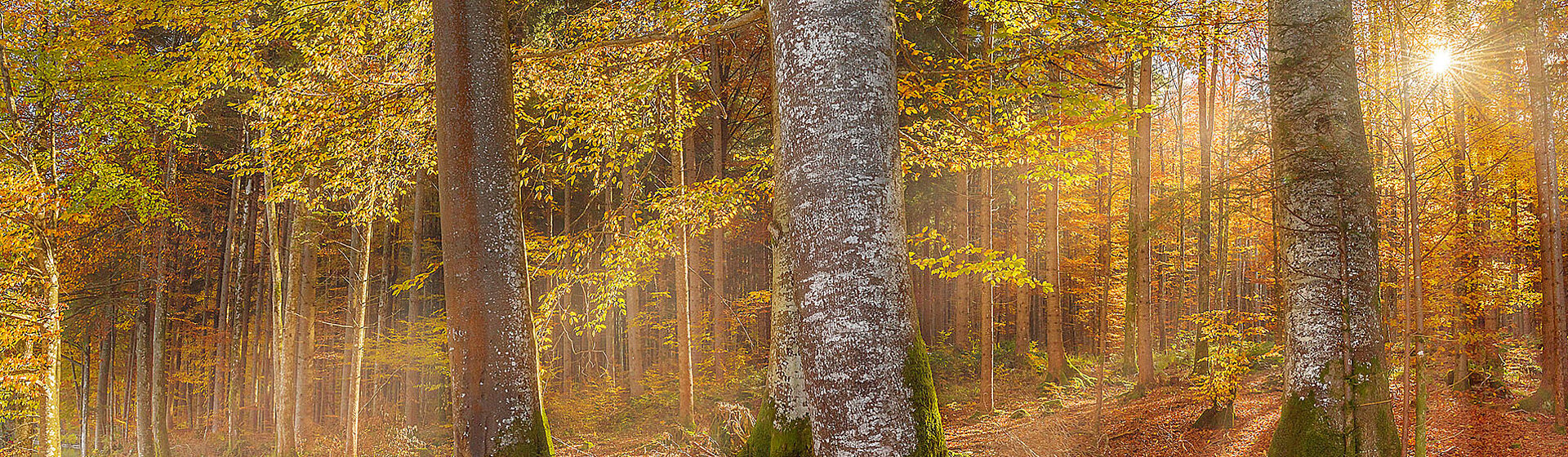 Ein mit Sonnenlicht durchfluteter gelb-grün-rötlich gefärbter Herbstwald Ein mit Sonnenlicht durchfluteter gelb-grün-rötlich gefärbter Herbstwald