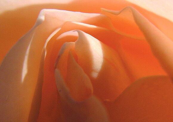 Krebserkrankung des Genitale