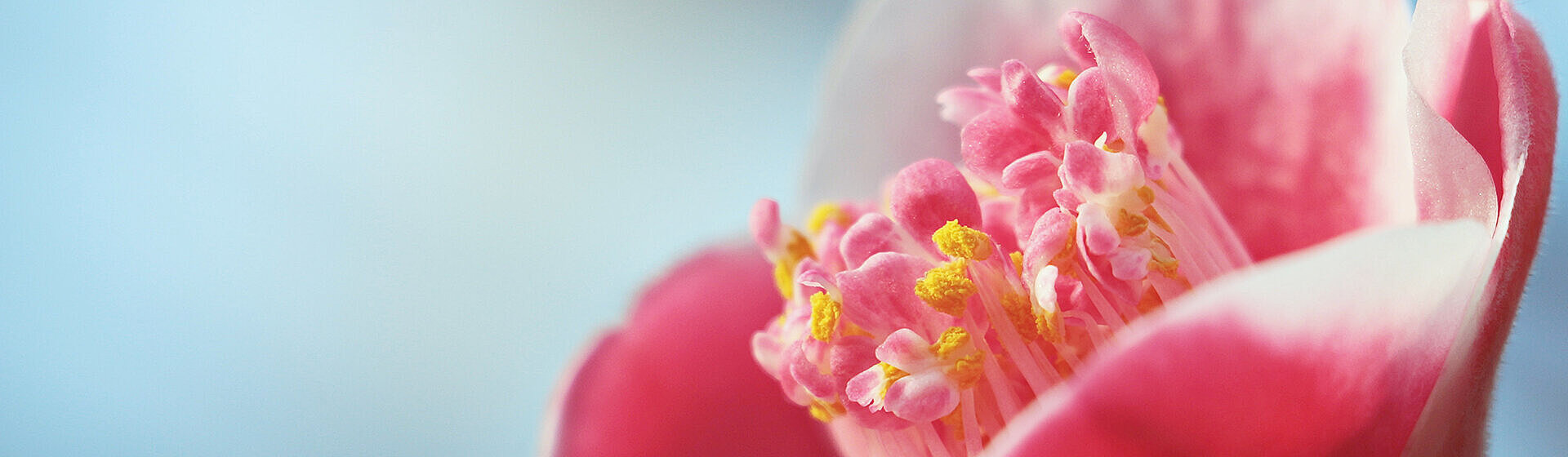 Rosa Blüte mit gelben Pollen